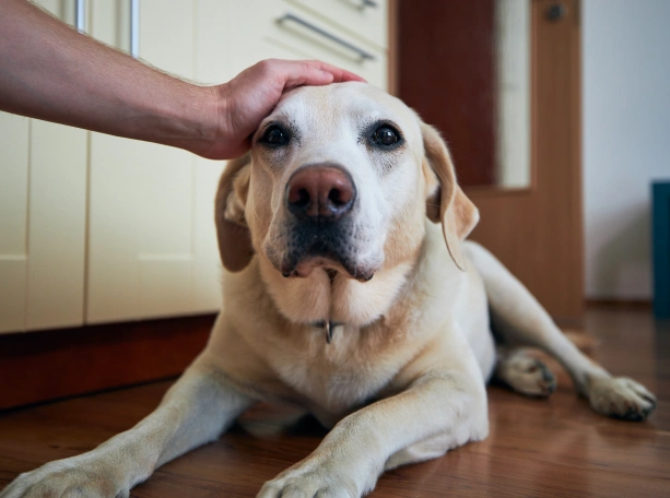 Aprende Más Sobre el Cuidado de Tu Mascota