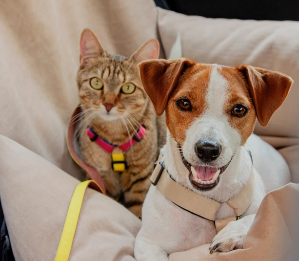 Construye tu carrera dentro de la red veterinaria más grande de Puerto Rico