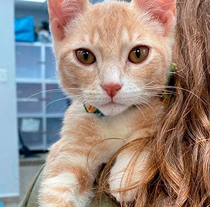 Close-up shot of an orange tabby kitten resting on an owner's shoulder.