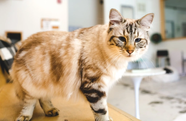 Conoce Nuestra Red de Clínicas Veterinarias