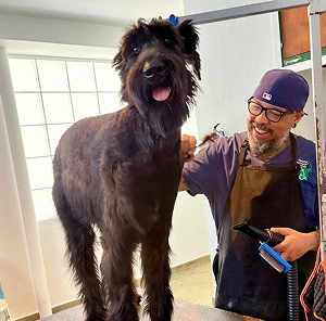 Professional pet groomer blow-drying a tall, black long-haired dog on a grooming table.