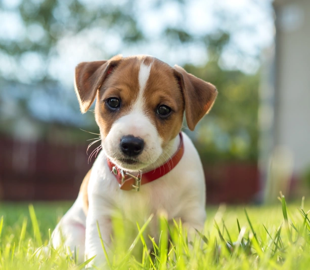 Cuidado completo para cada etapa de la vida de tu mascota