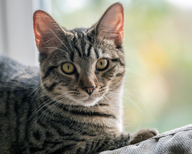 Aprende Más Sobre el Cuidado de Tu Mascota