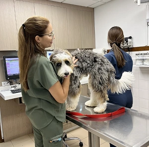 Female veterinarian inspecting a medium-sized fluffy dog standing on an examination table.