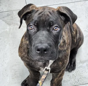 Brindle puppy with a black muzzle sitting on a gray tile floor and looking up at the camera on a leash